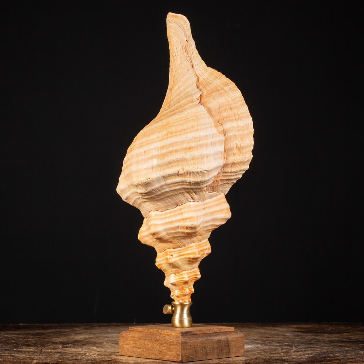 Conchiglia Tritone Gigante, Triplofusus Giganteus, montato su base ornamentale.